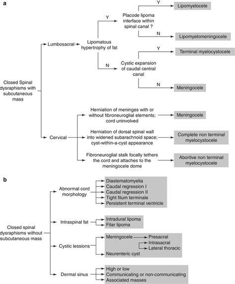 The Spine Congenital And Developmental Conditions Radiology Key