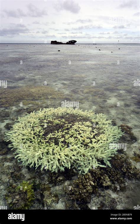 Bleiche Flache Acropora Koralle Auf Riffebene Mit Wrack Im Hintergrund