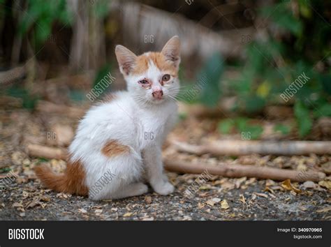 Portrait White Kitten Image & Photo (Free Trial) | Bigstock