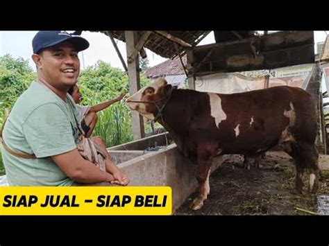 Jemput Bakalan Sapi Jumbo Langsung Dari Kandang Petani Berkah Murti