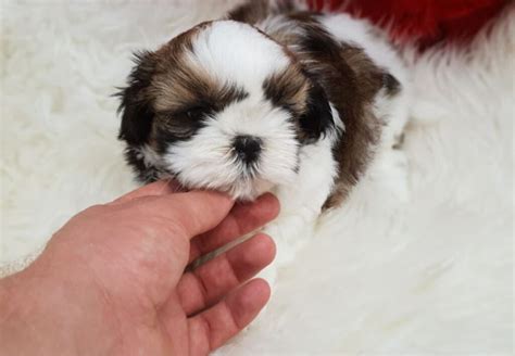 Comprar un Shih Tzu en España es posible Corralet