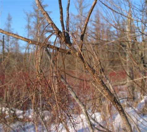 Poisonous Plants - Poison Sumac