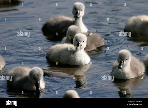 Hoeckerschwan Mute Swan Cygnus Olor Europe Europa Stock Photo Alamy