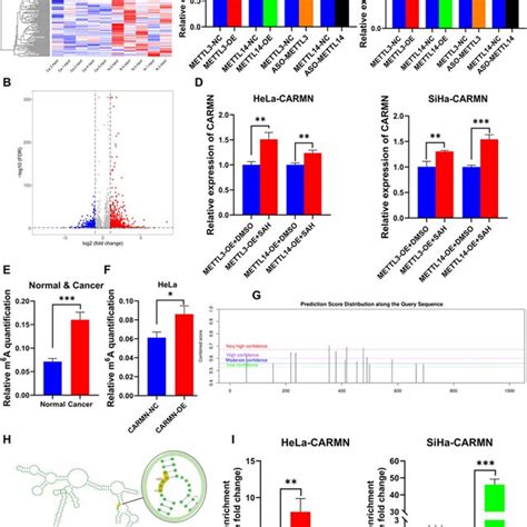 Mettl And Mettl Mediate The M A Methylation Of Carmn A And B Cc