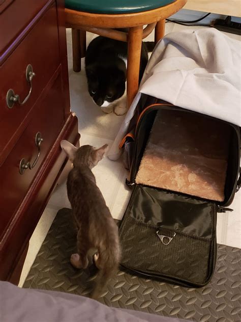 how to bring a new cat home with another cat