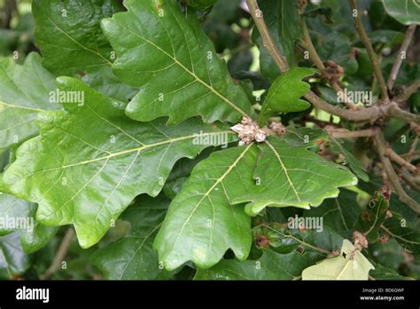 Daimyo Oak Hi Res Stock Photography And Images Alamy