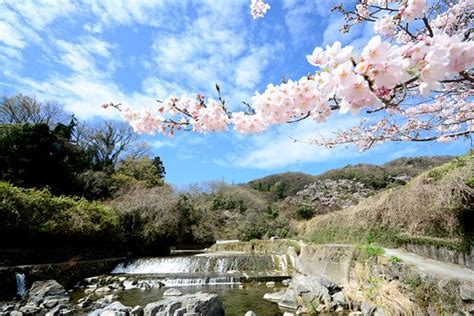 北摂エリアの桜の名所2024｜吹田・箕面・豊中・高槻・茨木周辺でおすすめ桜・お花見スポット10選！ Hokusetsu Magazine