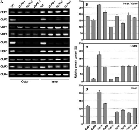 Changing Levels Of Chloroplast Clp Proteins In The Clpp Antisense