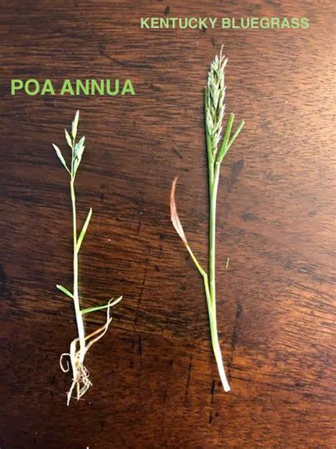 How To Kill Poa Annua Get Rid Of Poa Annua Annual Bluegrass Control Lawn Phix