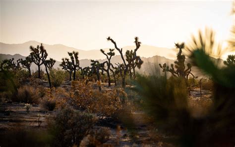 Joshua Tree National Park Mapquest Travel