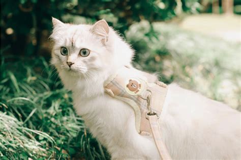 How To Harness Your Feline The 5 Best Cat Harnesses