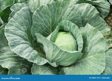 Cabbage Vegetable Field With Mount Kinabalu At The Background In Kundasang Sabah Malaysia