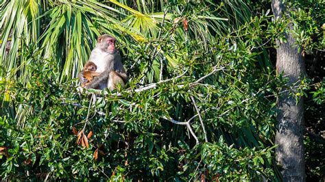 39 escaped monkeys captured in South Carolina, 4 remain on the loose - ABC News