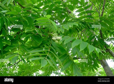 Manchurian Walnut Tree Juglands Mandshurica Stock Photo Alamy