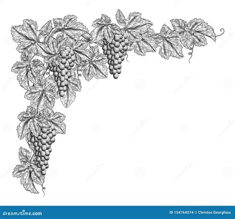 Grape Bunches On Vine Corner Border Design Element Stock Vector