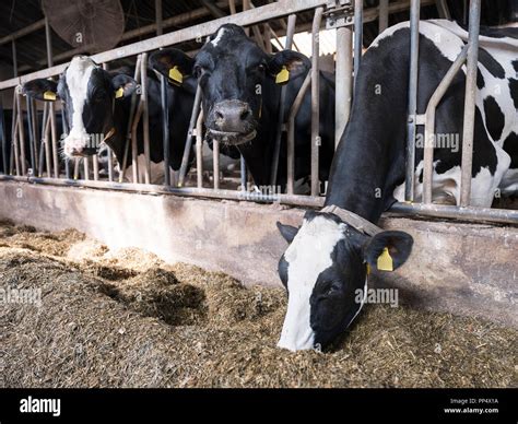 Black And White Holstein Cows Feed Inside Barn On Dutch Farm In Holland