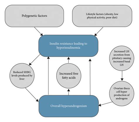 Hyperinsulinemia Downstream Effects On Ovarian Theca Cell Download Scientific Diagram