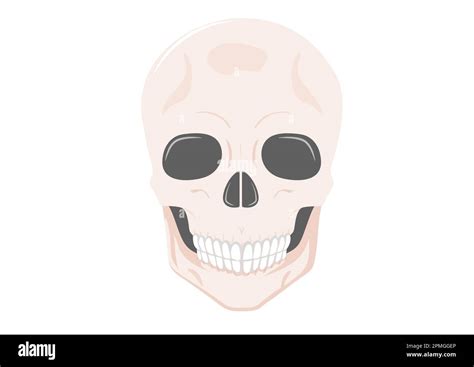 Human Skull Full Face Isolated On White Background Vector Illustration