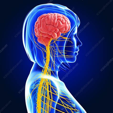 Female Nervous System Artwork Stock Image F006 1910 Science Photo Library