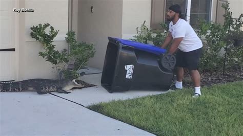 Florida Man Alligator Viral Video Army Veteran From Philly Eugene