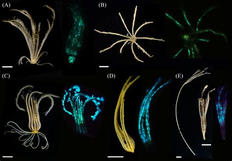 Frontiers New Insights On Crinoid Echinodermata Crinoidea