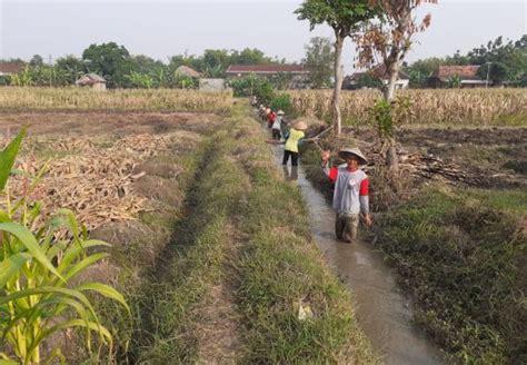 Johorejo Kerja Bhakti Pembersihan Saluran Air Blok Sasem Desa Johorejo