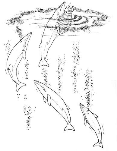 Bubble-net feeding of humpback whale*. | Download Scientific Diagram