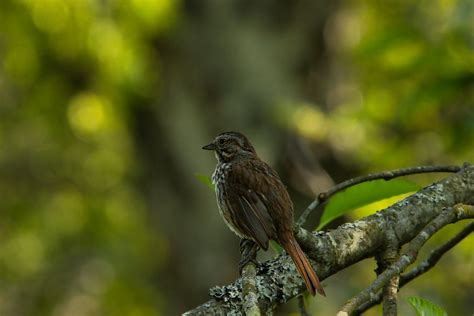 Fox Sparrow Carl Comeau Flickr