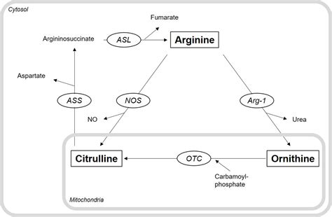 Benefits and side effects of arginine supplements | General center ...