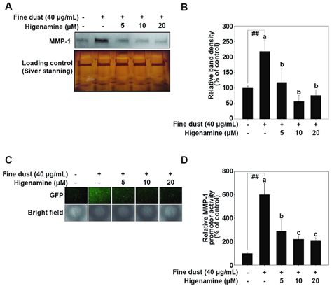 Higenamine Reduces Fine Dust Induced MMP 1 Protein Expression And MMP 1