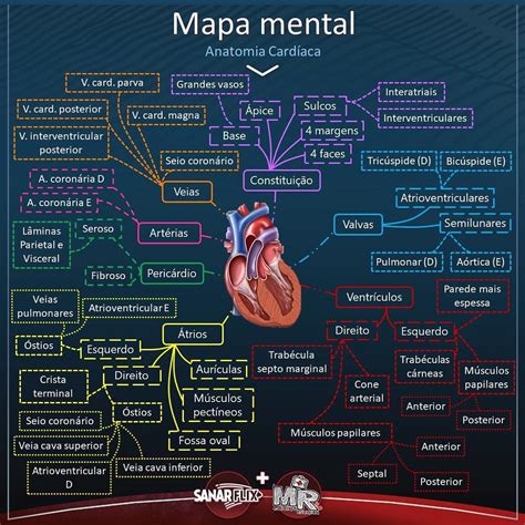 Sistema Cardiovascular Mapa Mental De Anatom A Ldan The Best Porn Website