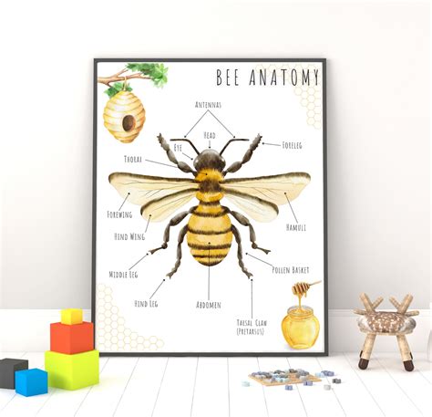 Bee Anatomy Poster Educational Prints Educational Poster Classroom Wall Art Digital Download