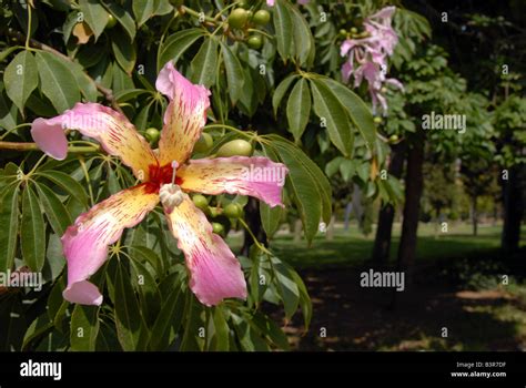 Ceiba Speciosa Hi Res Stock Photography And Images Alamy