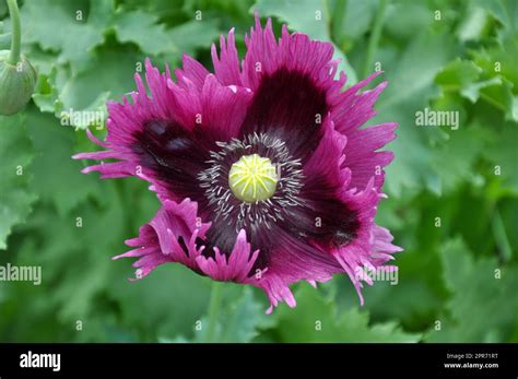 Beautiful purple poppy Stock Photo - Alamy