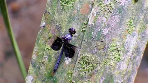 Tyriobapta Torrida Male 15nov2014a Youtube