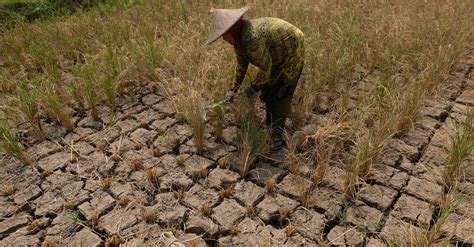 Ha Lahan Pertanian Di Sukabumi Gagal Panen Akibat El Nino