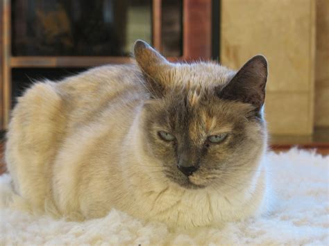 why do they say cats have 9 lives 6