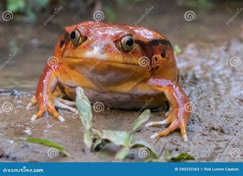 Madagascar Tomato Frog Dyscophus Antongilii Close Up Stock Image