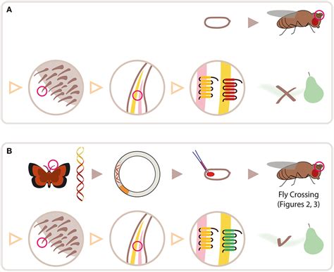 Schematic Overview For Heterologous Expression Of Insect ORs In