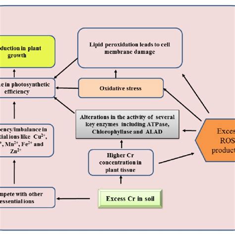 Pdf Chromium Bioaccumulation And Its Impacts On Plants An Overview