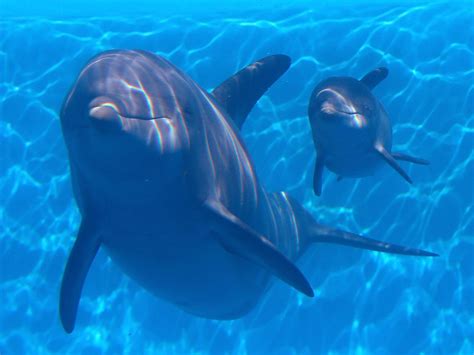 Female dolphins evolved protective vaginas to stop unwanted males