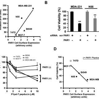 Par Expression Enhances Breast Cancer Cell Invasion And Survival And