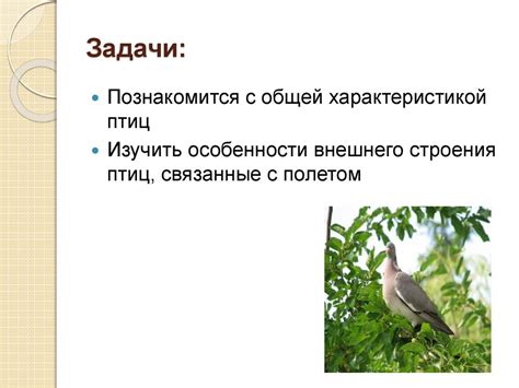 Класс Птицы. Среда обитание и внешнее строение птиц. Ребусы ...