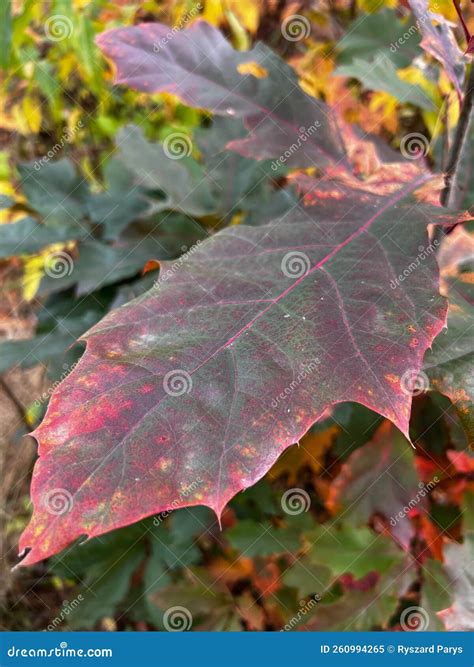 Red Oak Leaves Discolored From Green To Red In Autumn Stock Image