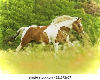 Beautiful Paint Horse Stallion Running Wild Stock Photo 221592607 ...