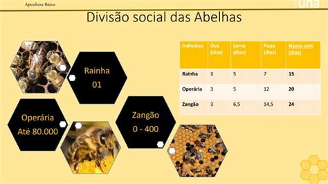 Apicultura B Sica Ppt