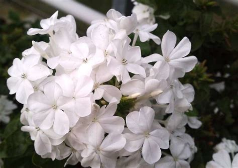 Plumbago auriculata alba - Garden Variety