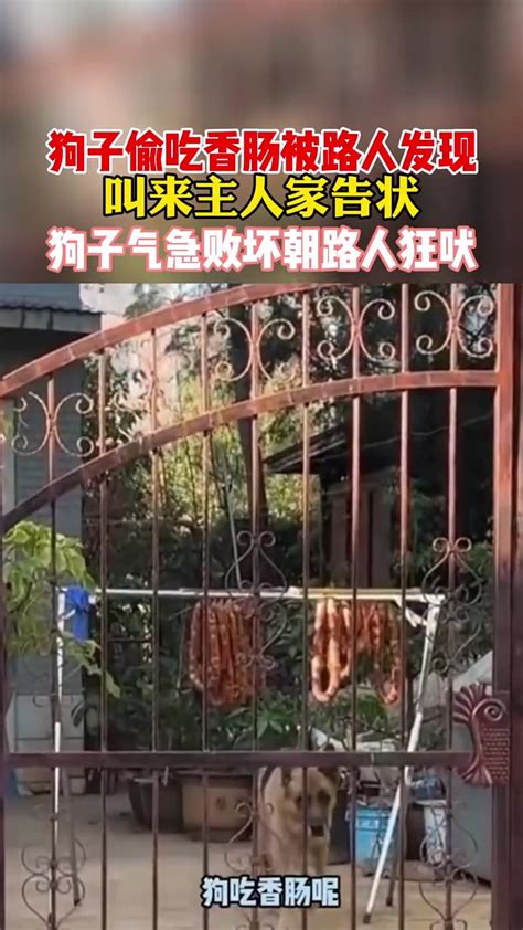 狗子偷吃香肠被路人发现，叫来主人告状，狗子气急败坏朝路人狂吠