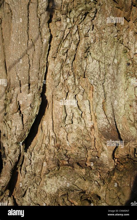 Acer Pseudoplatanus Sycamore Maple Bark Hi Res Stock Photography And