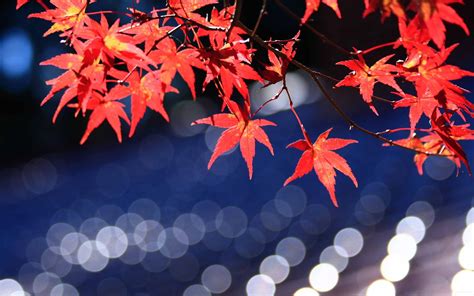 Japanese Maple Leaves Mac Wallpaper Download | AllMacWallpaper